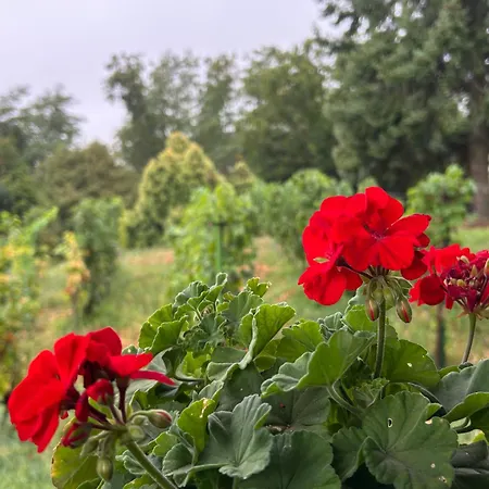 Balaton - Your Hide Away Vakantiehuis Cserszegtomaj